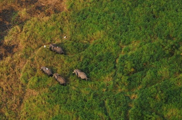 aerial shot of Elephants in Upemba National Park, DRC