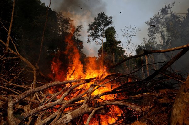 Forest burning for deforestation - Reuters