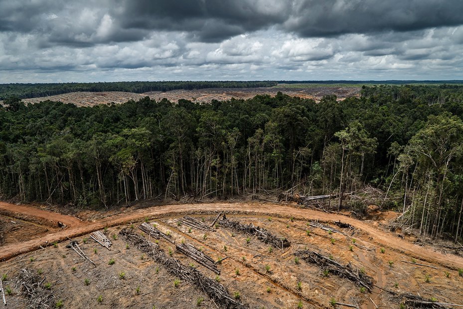 Forest clearance on an oil palm concession in Indonesia, 2018