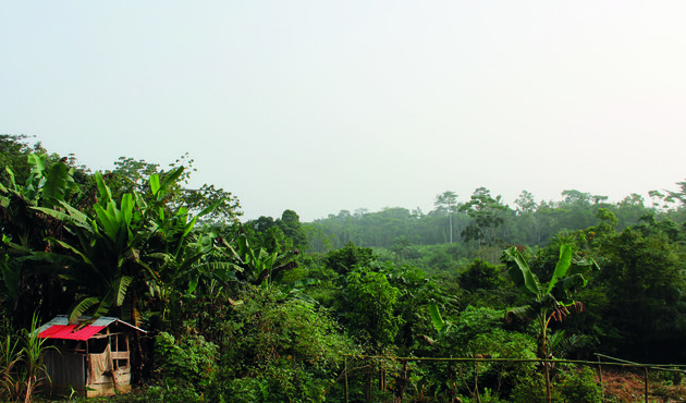 forest in liberia