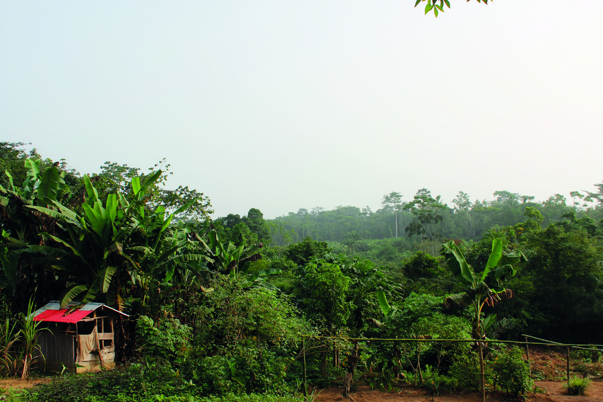 Liberia Global Witness Liberia global witness