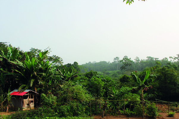 forest in liberia