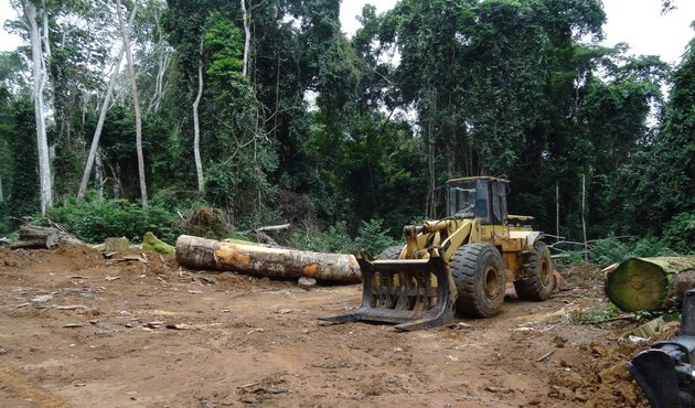 Forest is cleared by digger to make way for a rubber plantation in Cameroon