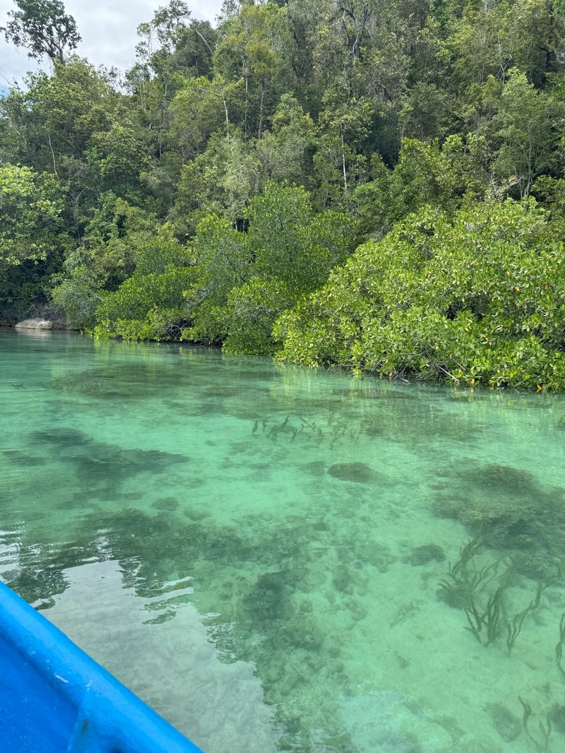 The pale clear turquoise water and roots of healthy mangrove forest