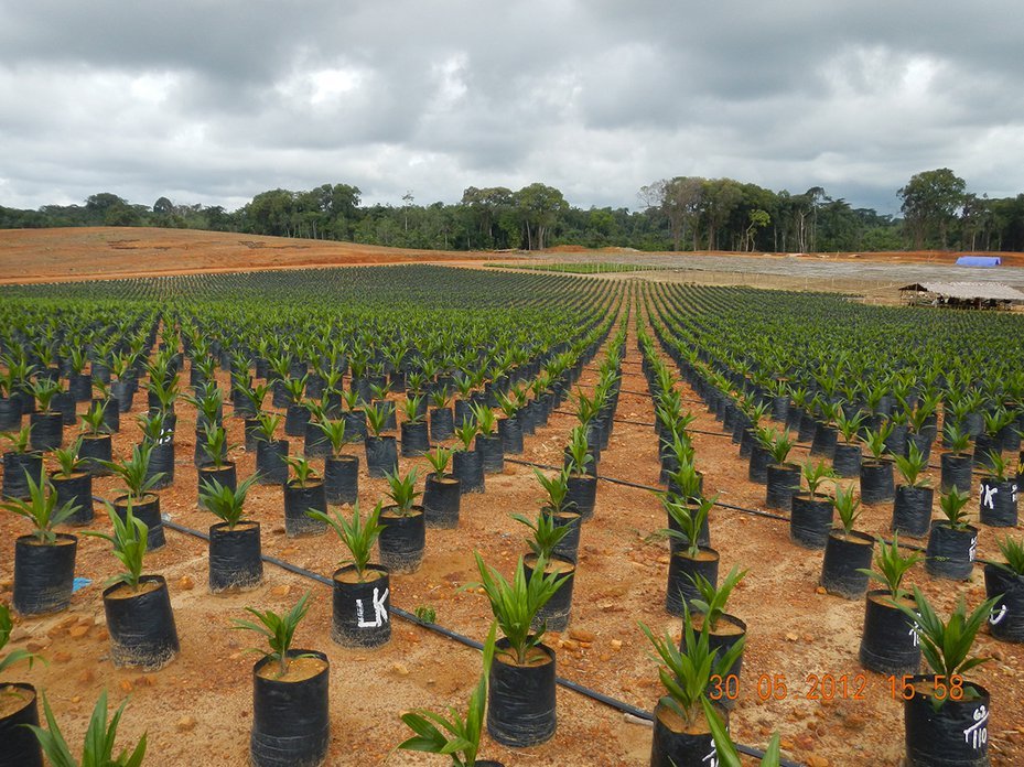 GVL palm oil plantation, Liberia