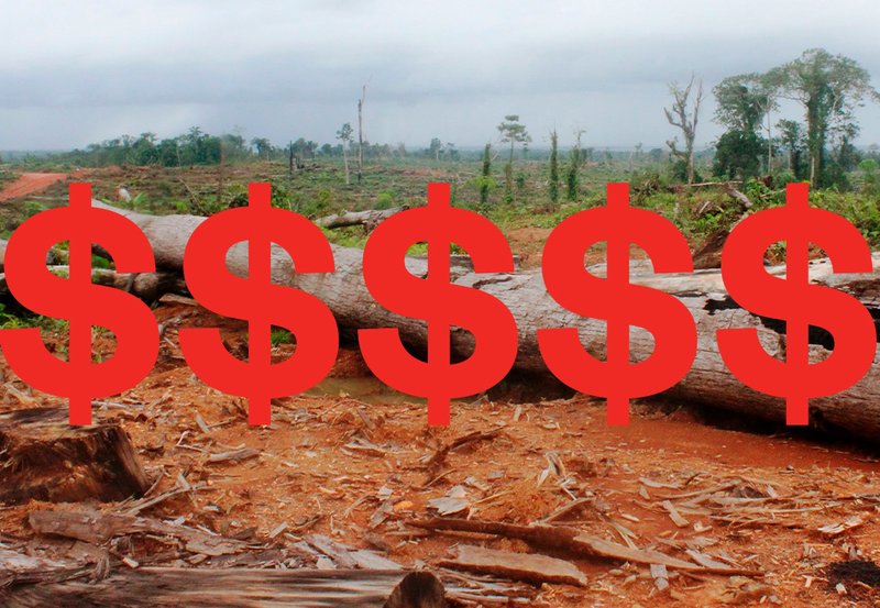 Graphic illustration showing deforestation with dollar signs over the photo
