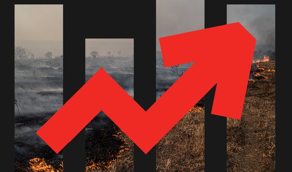 Graphic collage showing deforestation and pointing arrow