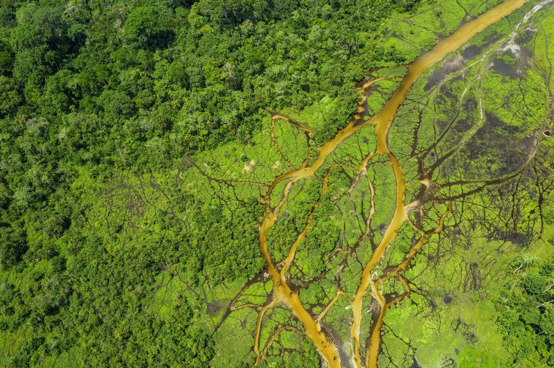 Aerial view of a Bai (saline, mineral lick) in the rainforest of the Congo Basin. This rich mineral clearing is located in the middle of the rainforest where forest elephants, buffalos and gorillas gather in large numbers. Guenterguni / Getty