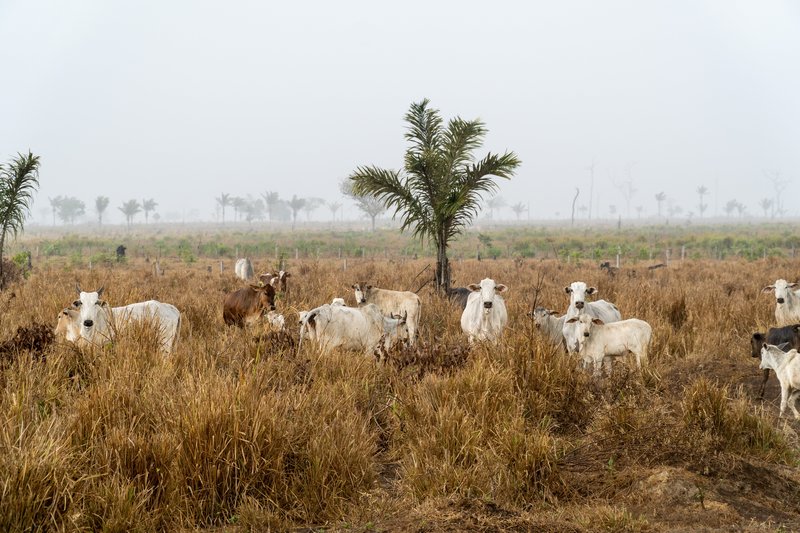 Cattle graze in a pasture as smoke from illegal fires, set to clear the Amazon rainforest for farming, fills the background. Agricultural expansion, primarily for cattle, drives over 90% of global deforestation. Paralaxis / Getty