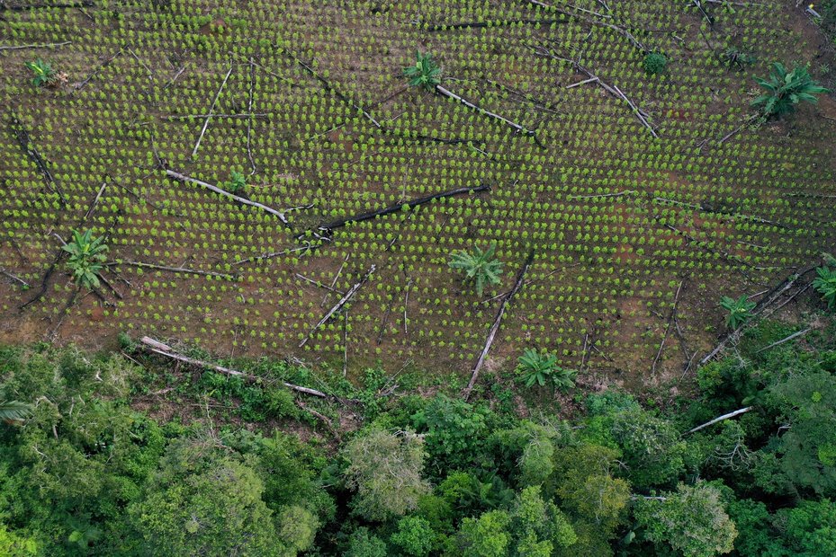 Aerial view of a coca field amid remains of deforested trees in Guaviare department, Colombia