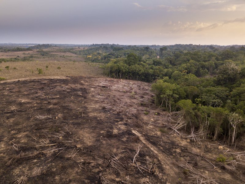 Deforestation in the Amazon Rainforest. Trees are illegally cut down and burned to clear land for agriculture and livestock within the Jamanxim National Forest, Pará, Brazil. Paralaxis / Getty