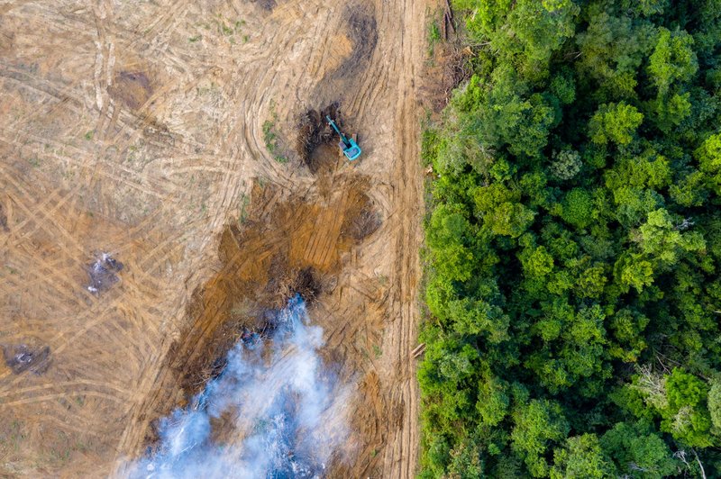 Aerial view of rainforest being removed to make way for palm oil and rubber plantations