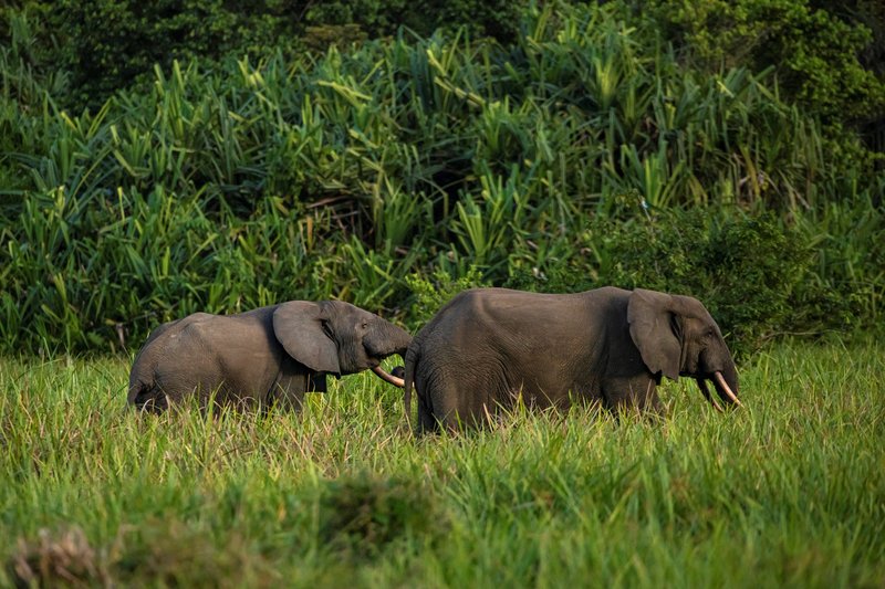 Rare wildlife shot of African forest elephants in Lango Bai in the rainforest of the Congo Basin. The species has been listed as critically endangered on the IUCN Red List. guenterguni / Getty