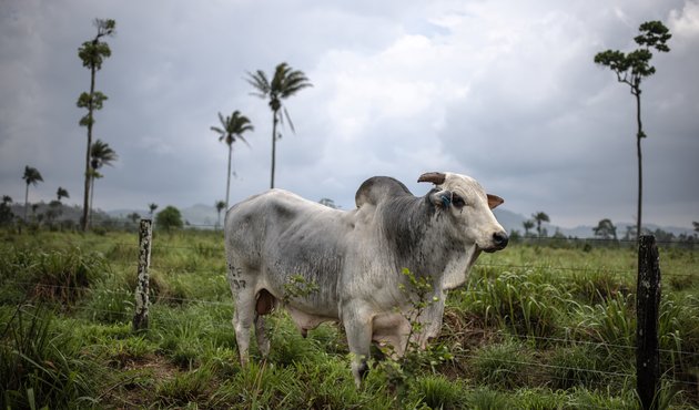 Beef cattle on a farm in Pará , Brazil.  Jonne Roriz / Bloomberg