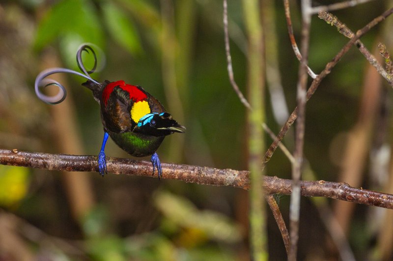 The Wilson’s Bird of Paradise is only found in two locations in the world, both are in Raja Ampat