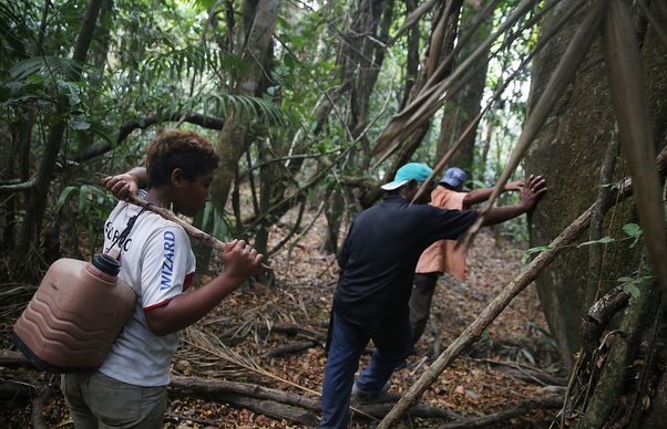 Quilombo Residents Threatened By Ranching And Logging In Brazil's Amazon