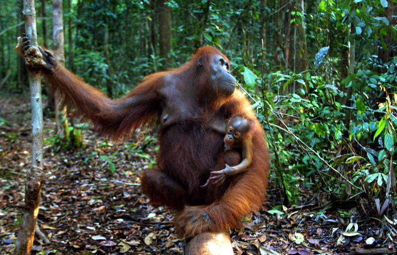 Orangutans at the Tanjung Puting National Park in Kalimantan on the island of Borneo, Indonesia in 2001, under protection from nearby deforestation