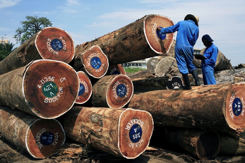 Unidentified men measure trees destined for export in the harbour in Kinshasa, Congo, DRC. Per-Anders Pettersson / Getty Images