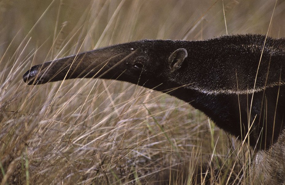 Giant anteater (Myrmecophaga tridactyla), in portuguese known as tamandua-bandeira, Bananal Island, Brazil