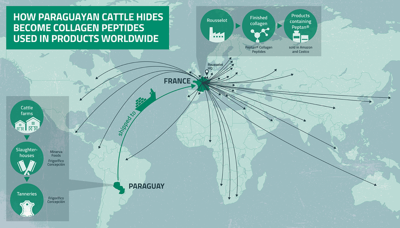 map showing How Paraguayan cattle hides become collagen peptides used in products worldwide