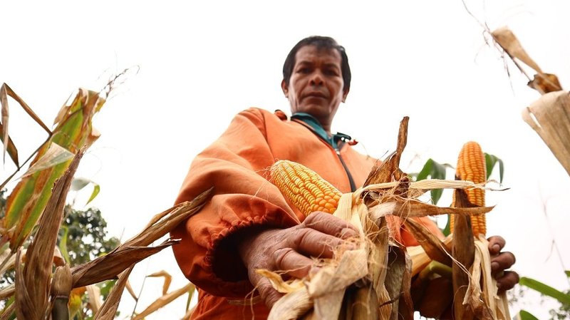 Arthur Sanduan harvests corn along their small community farm in the village of La Furtona, Impasug-ong town, Bukidnon province