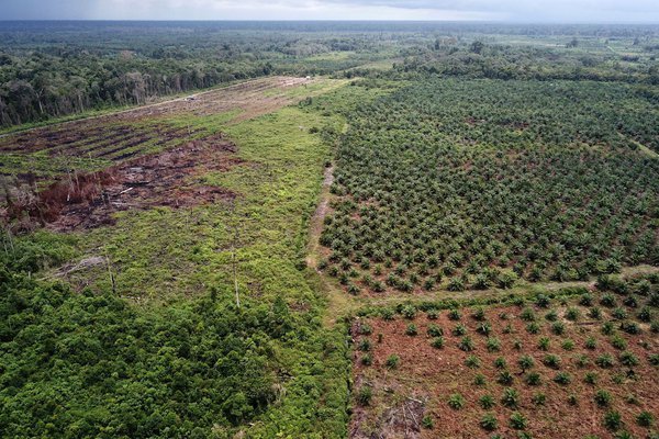 drone view of deforested land used for oil palm in indonesia