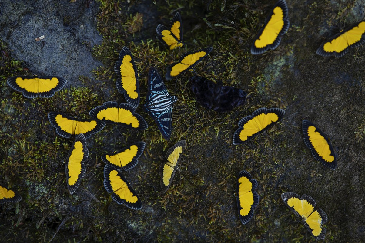 yellow butterflies sit on forest floor in biodiverse tropical amazon forest, brazil