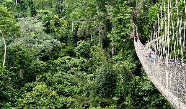 A bridge over Kakum Park in Ghana's Kakum forest