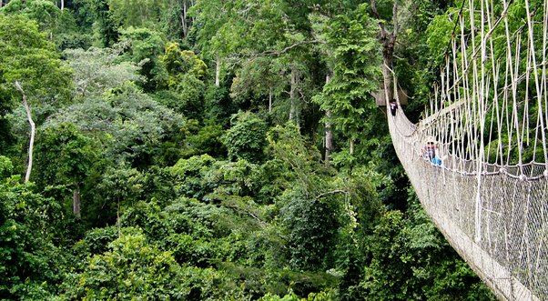 A bridge over Kakum Park in Ghana's Kakum forest