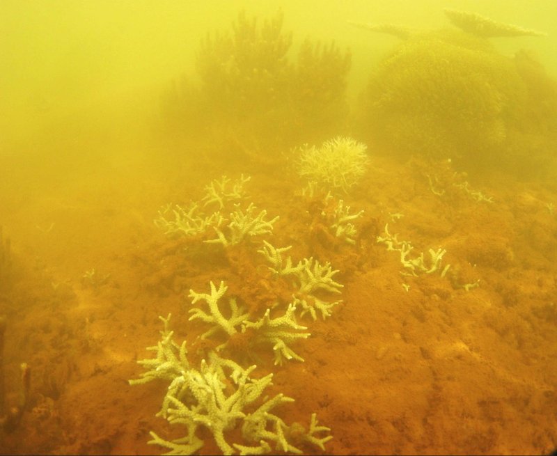 White spikes of dead coral point through orange mass of sediment