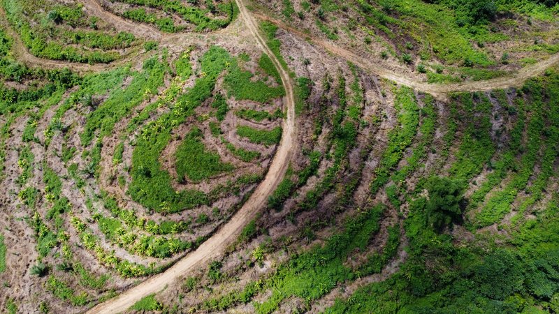 Land has been cleared for Oil Palm plantations in the Bainings region of East New Britain, Papua New Guinea