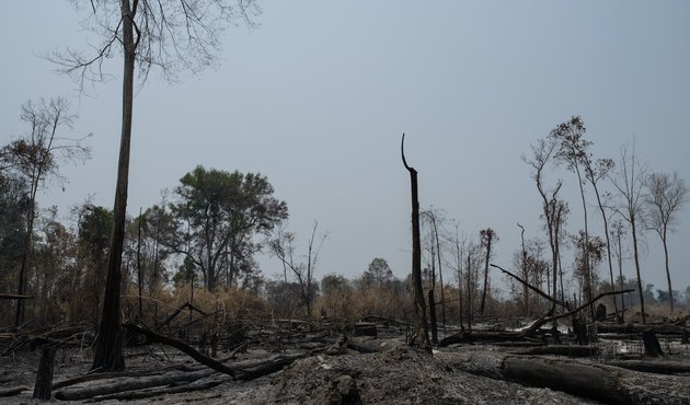 evidence of land grabs and deforestation