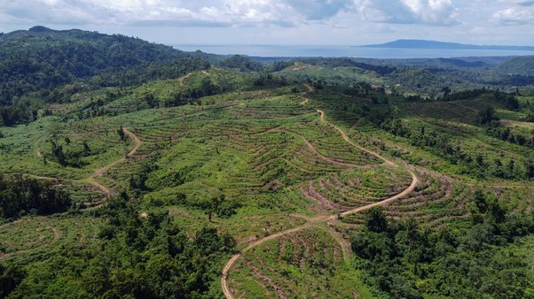 drone view of land that has been cleared for oil palm plantations  in the Bainings region of East New Britain, Papua New Guinea