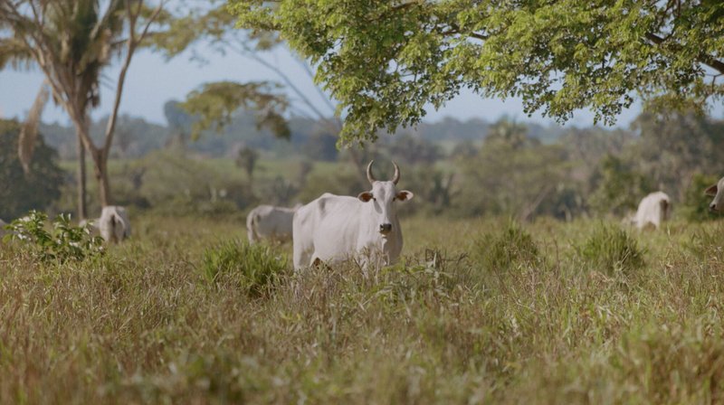 still from Landless film showing cattle stood in para state brazil