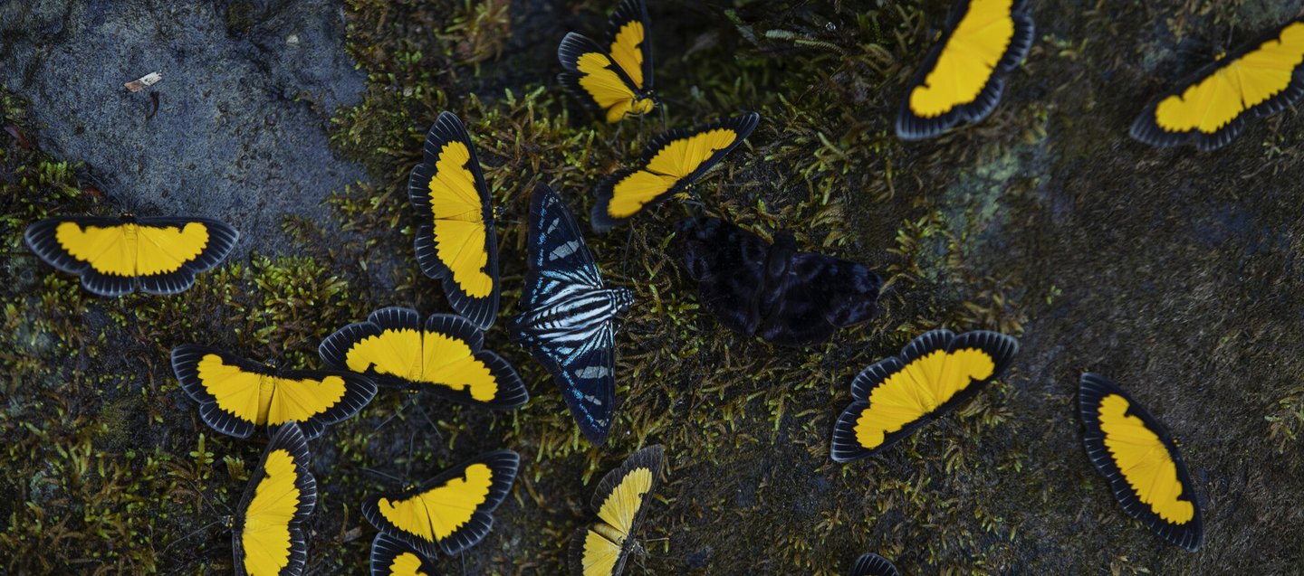 latin america and caribbean, biodiverse butterflies in amazon forest