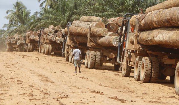 man stands next to logging trucks carrying timber through liberia