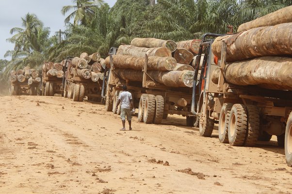 man stands next to logging trucks carrying timber through liberia