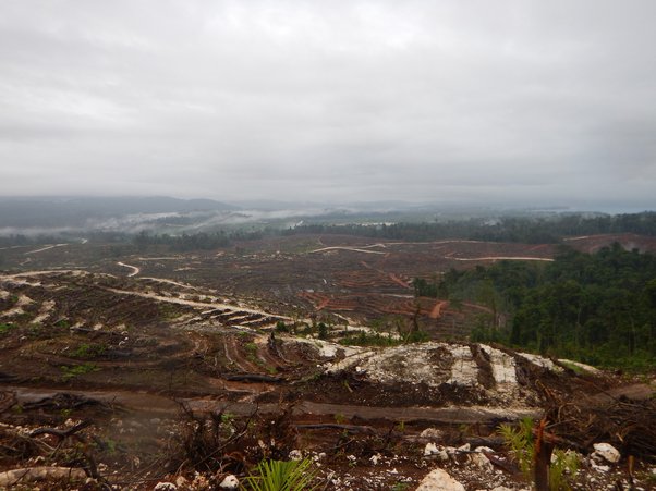 Logging from SABLs in Bairaman, Papua New Guinea