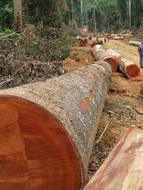 Observing bulldozer dragging (Afromosia) log to logging roadside, Oriental Province, DRC