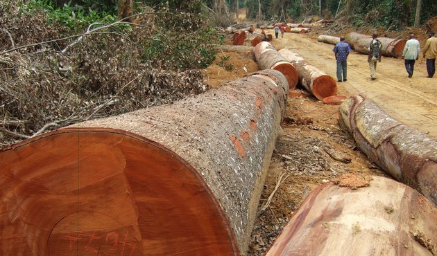 Observing bulldozer dragging (Afromosia) log to logging roadside, Oriental Province, DRC