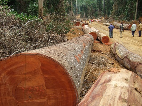 Observing bulldozer dragging (Afromosia) log to logging roadside, Oriental Province, DRC