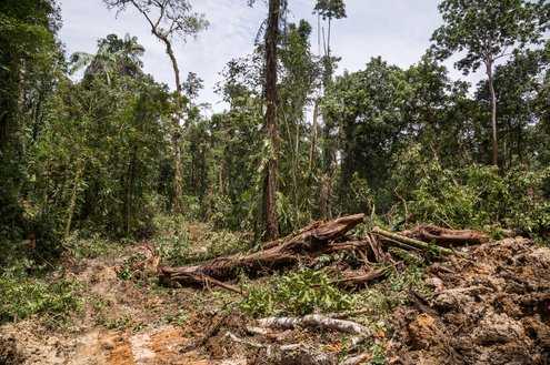 logging in forest in papua new guinea