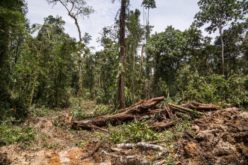 logging in forest in papua new guinea