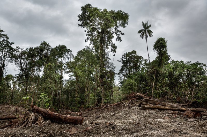 Logging operations in Pomio, New Britain, Papua New Guinea