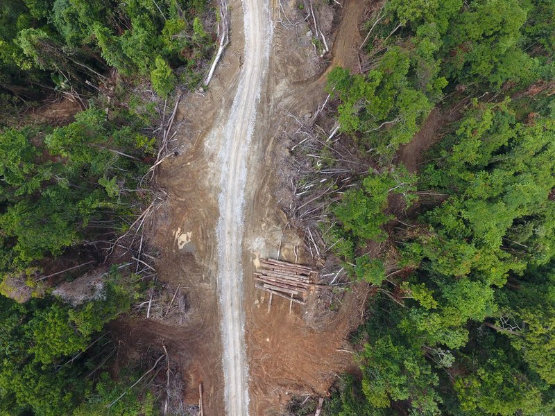 aerial view of logging road in East New Britain Province, Papua New Guinea