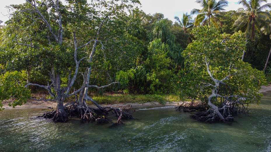 Mangroves at Wara Puk Puk (Crocodile River) in the north coast region of East New Britain, Papua New Guinea