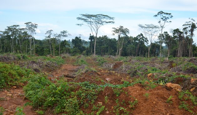 land affected by deforestation and logging to make way for rubber plantation, Manus island, Papua New Guinea