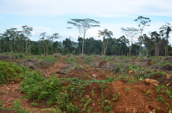 land affected by deforestation and logging to make way for rubber plantation, Manus island, Papua New Guinea