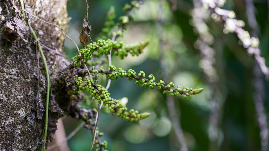 Natural rivers and intact rainforest areas in the Bainings region of East New Britain Province, Papua New Guinea