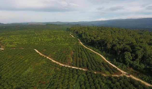 Drone view of Northern oil palm frontier Pomio